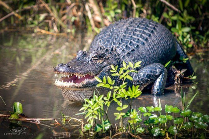 BAYOU REPUBLIC